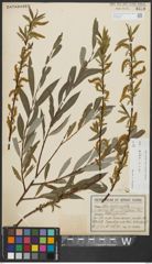 Foto von Salix alba subsp. alba L.